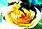 �d�q�̉�