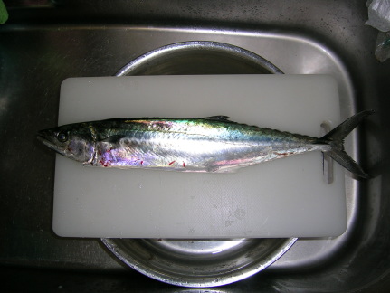 sawara