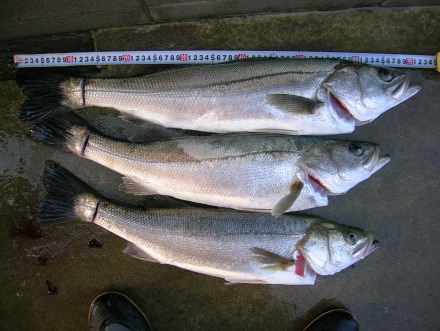 suduki5
