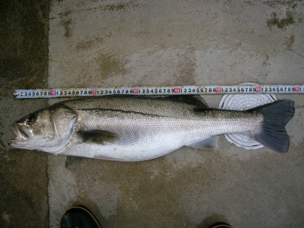 suduki
